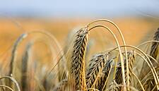 Sovecon Ups Forecast For Russia's 2020/21 Wheat Exports