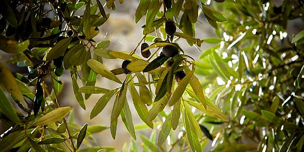 Drought Impacts Tuscany's Famed Olive Oil And Wine Production