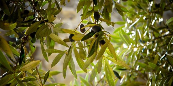 Olive-Oil Prices Set To Rise Again As Production Falls