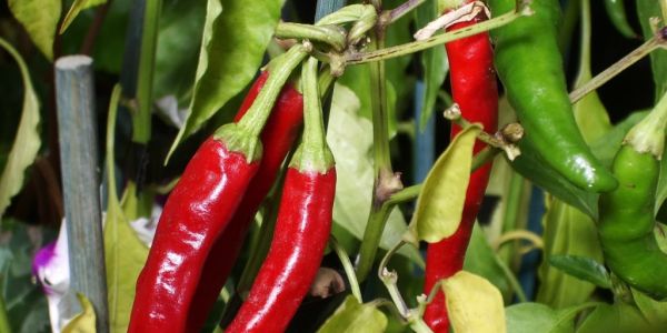 Peruvian Chilli And Pepper To Make Over €250 Million In 2016