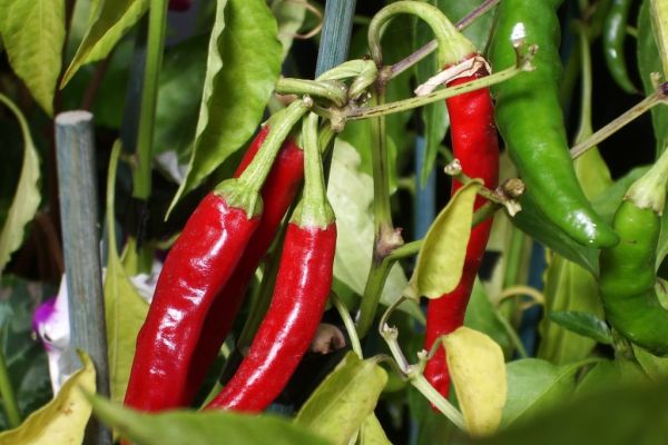 Peruvian Chilli And Pepper To Make Over €250 Million In 2016