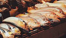 Alfa Beta Introduces Certified Sea Bream, Sea Bass In Greece