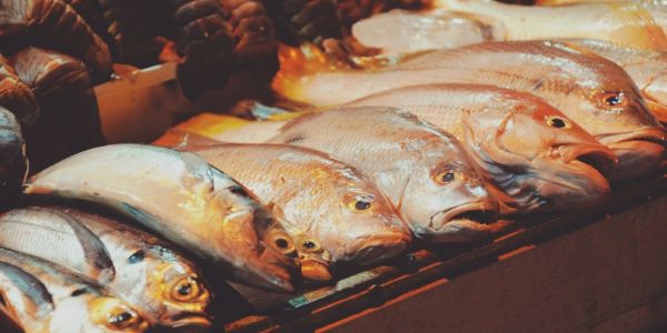 Alfa Beta Introduces Certified Sea Bream, Sea Bass In Greece