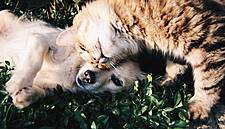 Surging Pet Food Sales Could Spark A Blue Buffalo Hunt: Gadfly