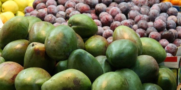 Strong Performance Expected From Peruvian Mango Sector