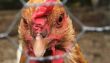 German Abattoir Continues Work After Coronavirus Outbreak
