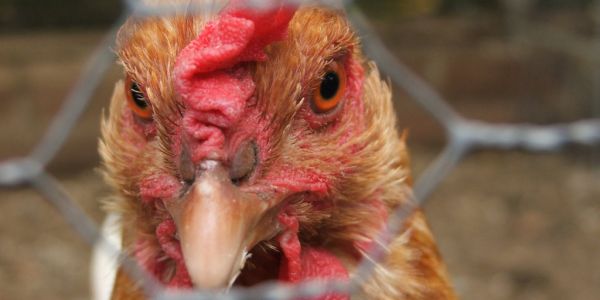 China Imposes 'Anti-Dumping' Deposit On Imports Of Brazilian Chicken