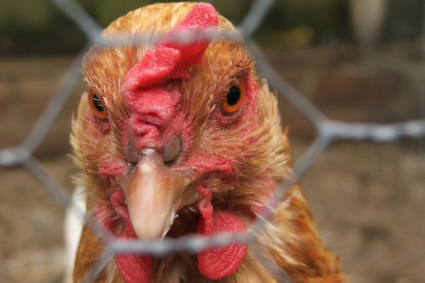 Brazil's Poultry Industry 'Could Take Years To Recover' From Strike