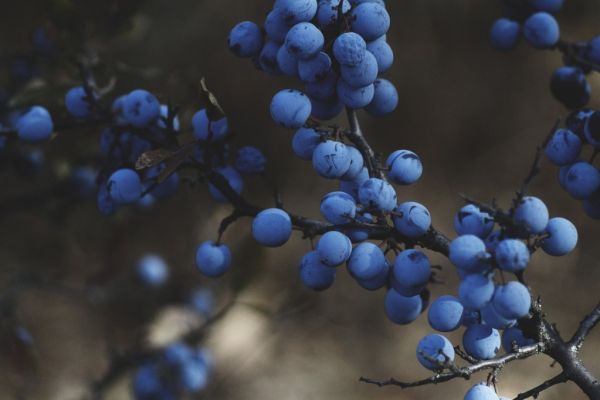 Peruvian Blueberry Sales To Triple This Year