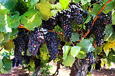 Wine Sales In Italy’s Retail Channel Up 8% By Volume