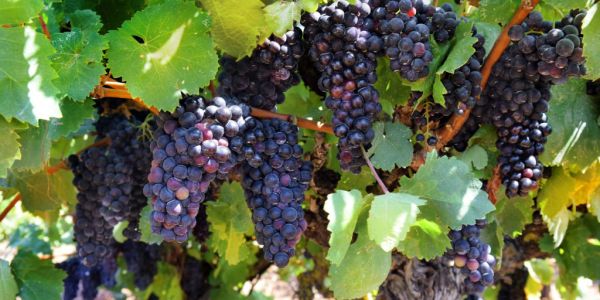 Organic Wine Sees Close To 300% Growth In Europe