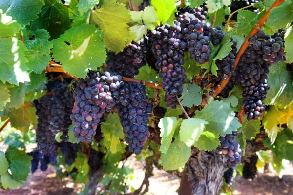 Organic Wine Sees Close To 300% Growth In Europe