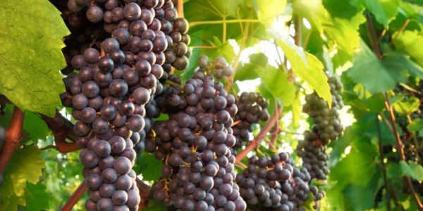 Australian Wine Sector A Worrying Case Study For EU Industries In China Trade Spat