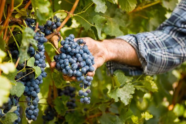 Italian Wine Sector Bracing For Drop In Turnover This Year