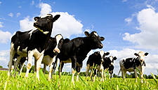 FrieslandCampina Adds €24m To Its Annual Sustainability Budget