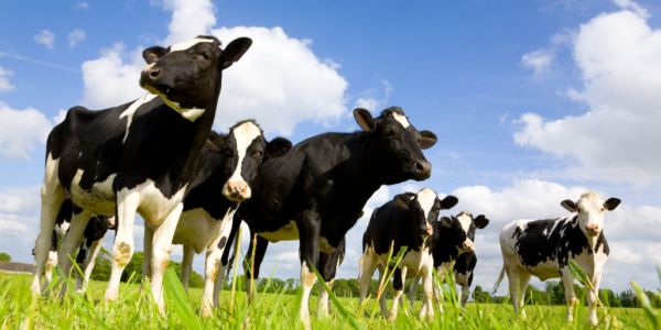 Origin Labelling To Be Compulsory For Portuguese Milk