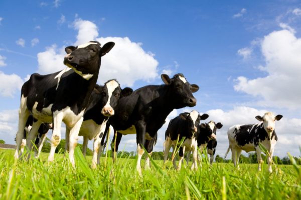 Global Dairy Prices Rise Again At Auction