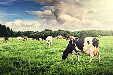 Dutch Police Detain About 50 Farmers Protesting Over Pollution Rules