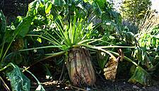 French Sugar Beet Growers See Brexit Risk As Market Recovers