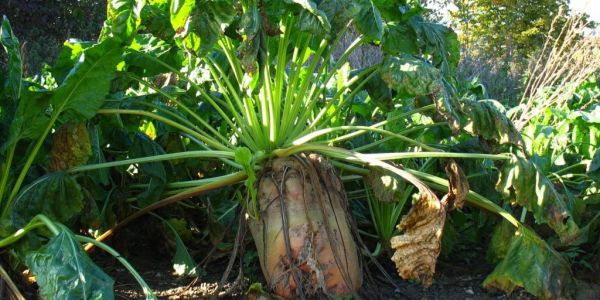 Coop Switzerland Promotes Cultivation Of Organic Sugar Beet