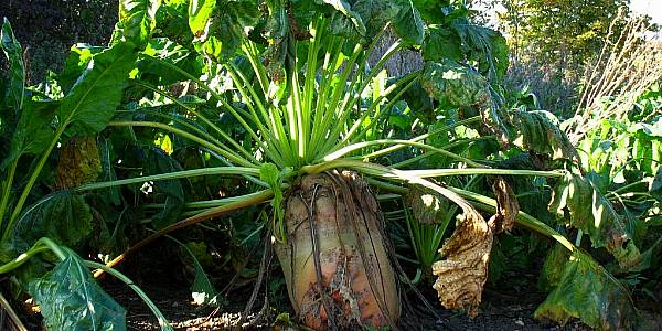 French Sugar-Beet Harvest Set To Fall To Six-Year Low On Weather