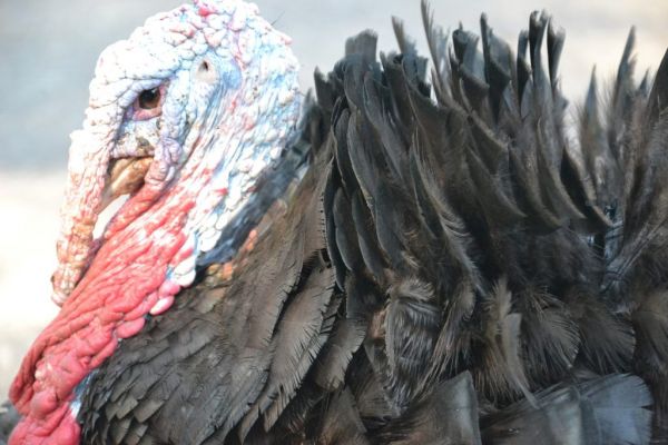 Too Many Turkeys Means Cheaper Thanksgiving In US