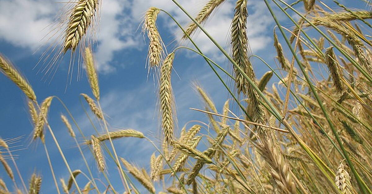 CEE Countries To Ask EU To Extend Ukrainian Grain Import Ban - Vimarsana News