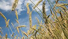 World Food Prices Steady In March: UN FAO