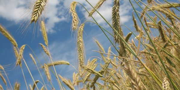 Moldovan Farmers Fear Grain Storage Shortage Due To Ukrainian Imports