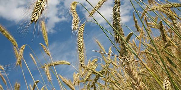 Oat Costs Surge As Canadian Harvest Tumbles