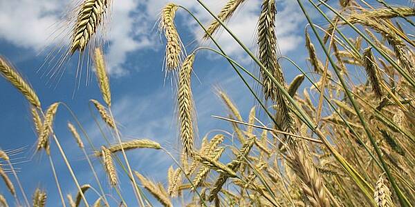 World Food Prices Dip In February, Hurt By Coronavirus: FAO