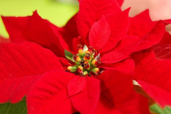 Dutch Jumbo Opens In-Store Floral Department