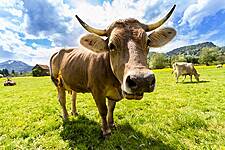 UK Dairy Council Appoints New Chairman