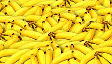 Rainforest Alliance Refuses To Attend Dialogue With LatAm Banana Producers