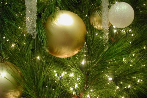 Coop Switzerland Offers Christmas Tree Delivery Online