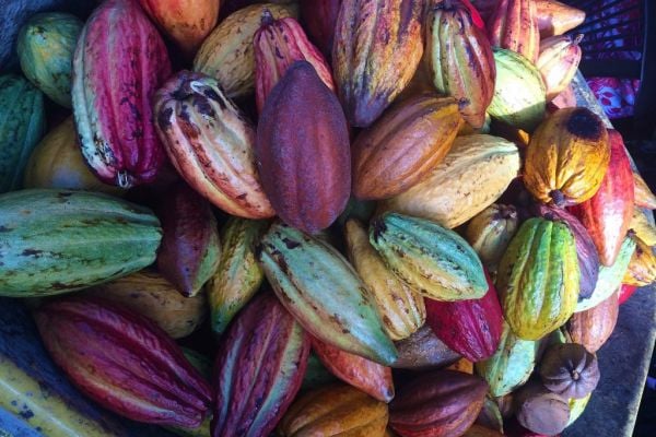 Sunny Spells Help Ivory Coast's Main Cocoa Crop