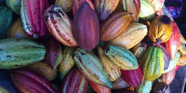 Ivory Coast Cocoa Farmers Fear Low Output After Below-Average Rainfall