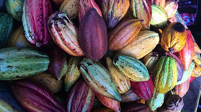 Ivory Coast Rain And Sun To Boost Cocoa Mid-Crop: Farmers
