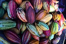 Sunny Spells Help Ivory Coast's Main Cocoa Crop