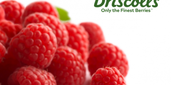 Driscoll's Raises The Quality Level Of The Winter Raspberry