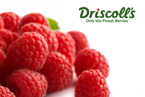 Driscoll's Raises The Quality Level Of The Winter Raspberry