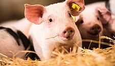 'End The Cage Age' Campaign Reaches Million Signature Landmark