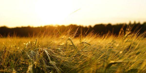 EU Monitor Cuts 2022 Summer Crop Yields