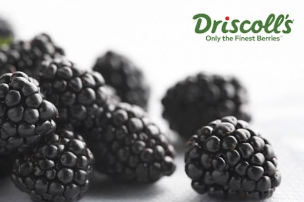 Driscoll's Spins The Blackberry Season Around
