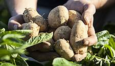 Warm Weather Boosts Veg Sales At Waitrose