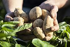Warm Weather Boosts Veg Sales At Waitrose