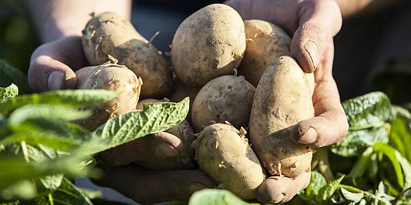 Warm Weather Boosts Veg Sales At Waitrose