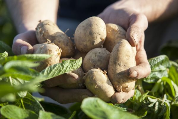 Warm Weather Boosts Veg Sales At Waitrose