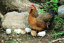 France Eases Bird Flu Measures On Poultry Farms As New Cases Fall