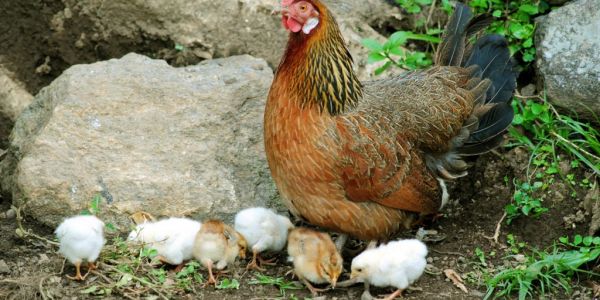 Despite Coronavirus, China 2020 Poultry Output Seen Level With 2019